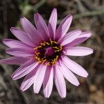 Scorzonera undulata Floare