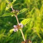 Mentha × verticillata Kvet