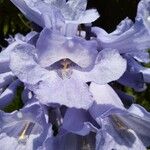 Jacaranda mimosifolia Flor