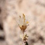 Senecio potosianus Fruit