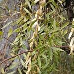 Maytenus boaria 葉