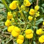 Calceolaria angustifoliaফুল