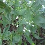 Houstonia purpurea Cvet