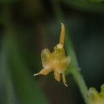 Liparis dryadum Flower