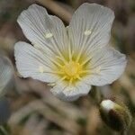 Minuartia capillacea Fleur