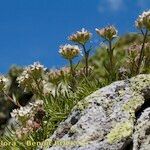 Saponaria lutea Hábito