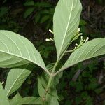 Psychotria pubescens Kukka