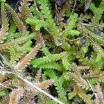 Selaginella denticulata Deilen