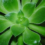 Aeonium simsii Blatt