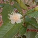 Psidium guajava फूल