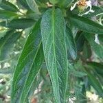 Solanum muricatum Blatt