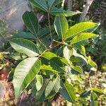 Searsia pyroides 葉
