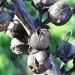 Verbascum virgatum Fruit