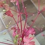 Geranium lucidum List