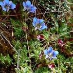 Gentiana depressa Fiore