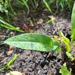 Hesperis matronalis Leaf