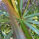 Dracaena reflexa Leaf