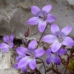 Campanula specularioides फूल