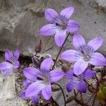 Campanula specularioides Kukka