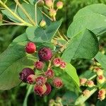 Amelanchier alnifolia Fruit