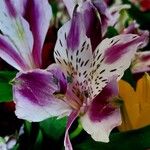 Alstroemeria spp. Цветок