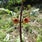 Scrophularia trifoliata Fula