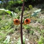 Scrophularia trifoliata Fleur