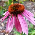 Echinacea purpureaফুল