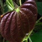 Dioscorea urophylla Frucht