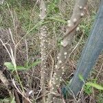 Zanthoxylum rhoifolium Blad