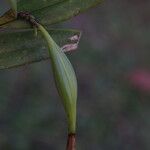 Epidendrum nocturnum Froito