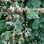 Rubus ulmifolius Frukto