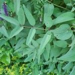 Clematis recta Likasa