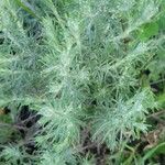 Helichrysum italicum Φύλλο