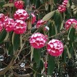 Rhododendron lanigerum Blüte