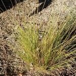 Festuca filiformis Folio