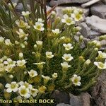 Saxifraga muscoides Libunga