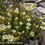 Saxifraga muscoides Habitus