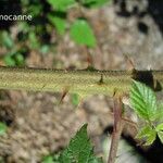 Rubus bracteatus Kůra