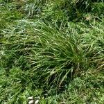 Carex ferruginea Habit