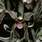 Cymbidium devonianum Cvet