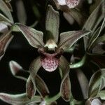 Cymbidium devonianum ফুল