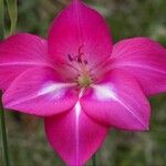 Gladiolus stefaniae Flor
