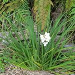 Libertia chilensis Habit