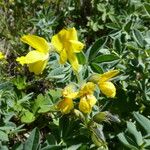 Thermopsis alpina Çiçek