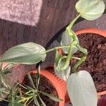 Philodendron hastatum Hoja