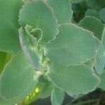 Kalanchoe laxiflora Fulla