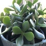 Crassula arborescensبرگ