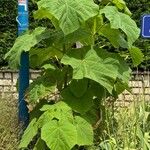 Paulownia tomentosaЛисток