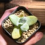 Dudleya pachyphytum List